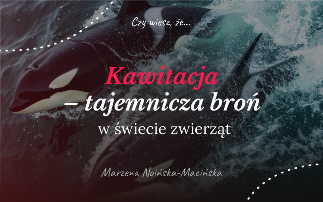 Kawitacja - tajemnicza broń w świecie zwierząt